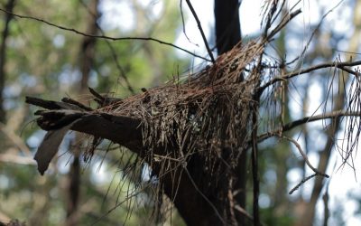 UN RAYO ENTRÓ POR LA VENTANA, Por Juan Carlos Gómez